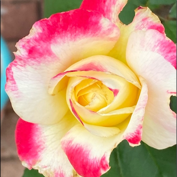 ❤️BOOKMARK🌟POSH AMBASSADOR🌟     Maria L - Picture 11 of 16